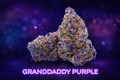 TH420 KVĚTY 30% - GRANDDADDY PURPLE
