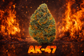 AK47 - TH420 KVĚTY